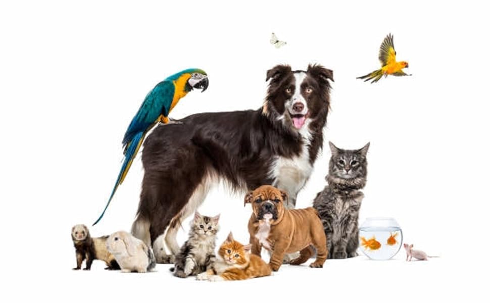 Grupo de animales de distintas especies, incluyendo perros, gatos, caballos y aves, recibiendo Reiki como terapia energética para el bienestar físico y emocional. El Reiki puede aplicarse a cualquier animal, promoviendo la relajación, sanación y equilibrio energético sin importar su tamaño o especie