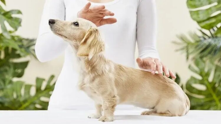 Persona aplicando Reiki a un perro relajado
