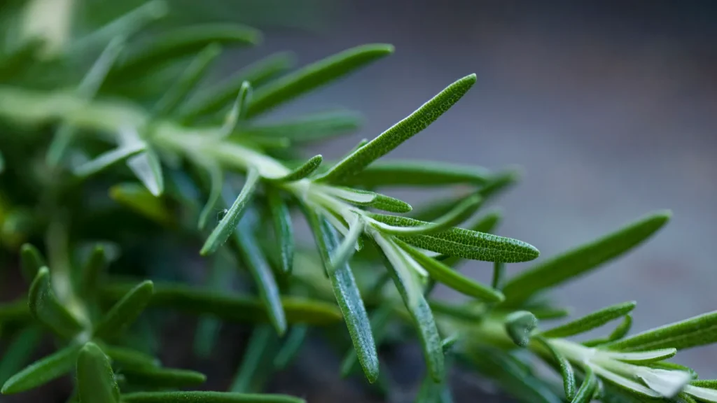 ramas de romero propiedades antioxidantes y antiinflamatorias beneficiosas para el sistema digestivo